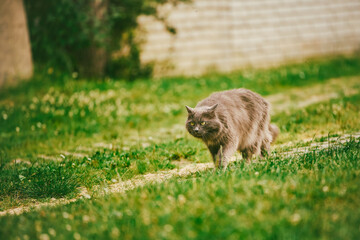 Gray fluffy pet cat standing on green lawn