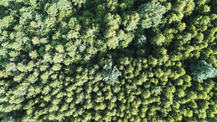 Aerial view of forest treetops