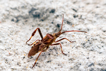 Western conifer seed bug spreading in Europe
