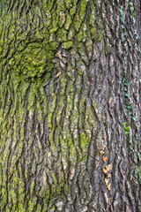 gros plan sur le tronc et l'écorce du grand cèdre