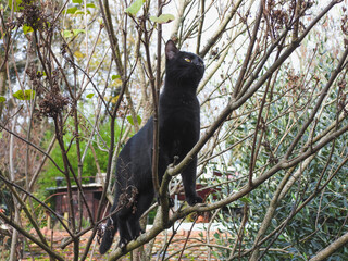 petit chat noir perché sur un arbre