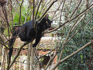 petit chat noir perché sur un arbre