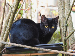 chat noir perché sur la mangeoire des oiseaux