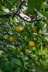 Le coing fruit du cognassier 