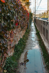 petit sentier, avec beaucoup de  flaques d'eau