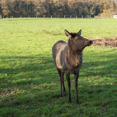 Wapiti 