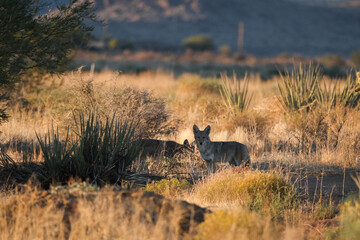 Coyotes standing in the shade in a desert