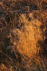 gros plan sur les roseaux au coucher du soleil
