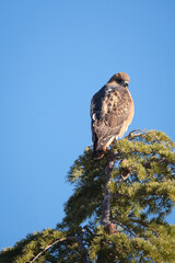 red tailed hawk perched at the top of a tree