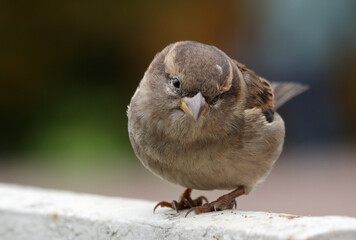 Young female sparrow on the fence of an old park. Dark green blurred background. Soft selective focus.