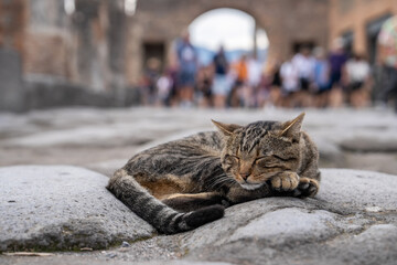 Cat laying down on ancient Roman city ruins street of Pompei, destroyed from eruption of Mount Vesuvius in 1st century.