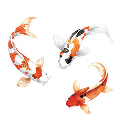 Fototapeta premium Three Japanese Chinese Asian koi fish with mixed multi colors of red, black, white, orange swimming in the water on a white background