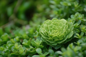 Fototapeta premium Vibrant Green Succulent Plant Close Up Rosette Pattern Lush Foliage Nature Photography