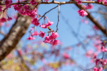 Pink Sakura flowers cherry blossom blooming at Sakura park.