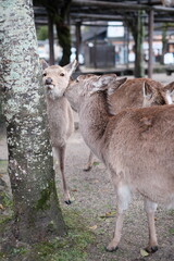 Wild deer in Nara Park, a famous tourist attraction in Japan