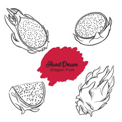 Line sketch illustration of dragon fruit. Hand drawn dragon fruit.