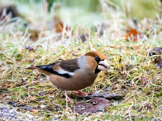  Kernbeißer (Coccothraustes coccothraustes)