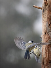 Kohlmeise (Parus major)             Blaumeise (Cyanistes caeruleu)