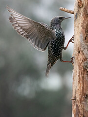 Star (Sturnus vulgaris)