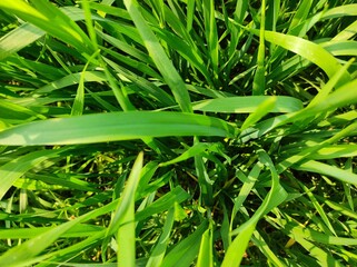 green grasses background 
