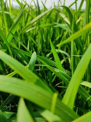 green grass with dew drops