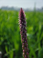 close up shot of a flower 