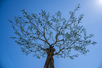 Weightless bronze sculpture planting an olive tree Amalfi, Italy.