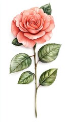 Fototapeta premium Elegant Pink Rose Watercolor Painting Botanical Illustration
