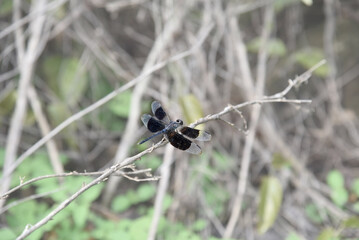 A male black-winged dragonlet, Erythrodiplax funerea, sitting on a white dry branch in a forest. A shot of a dragonfly with black wings, taken in Mexico. 