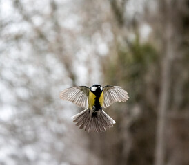 Kohlmeise (Parus major)     
