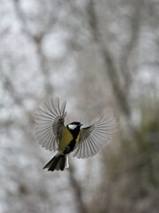 Kohlmeise (Parus major)