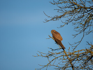 Turmfalke (Falco tinnunculus)