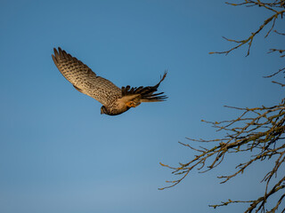 Turmfalke (Falco tinnunculus)