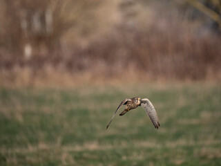 Turmfalke (Falco tinnunculus)