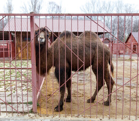 Fototapeta premium A camel is standing in a pen with a red fence