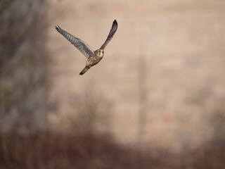 Turmfalke (Falco tinnunculus)