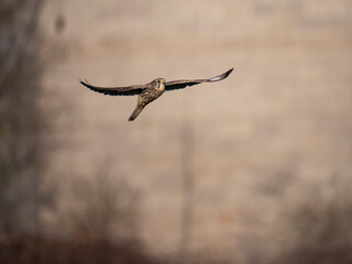 Turmfalke (Falco tinnunculus)