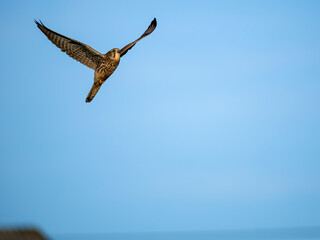Turmfalke (Falco tinnunculus)
