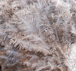 The feathers are brown and fuzzy