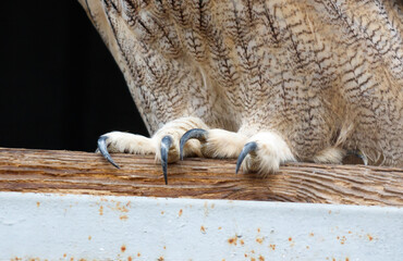 A bird with black claws is perched on a wooden post