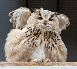 A large owl with a pointed beak and large eyes is sitting on a wooden ledge