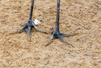 Two bird feet are shown on a sandy surface