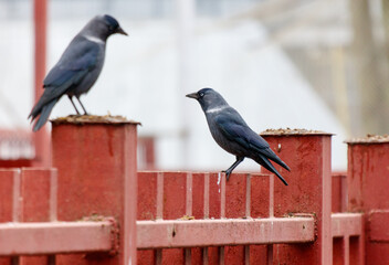 Two birds are perched on a red fence