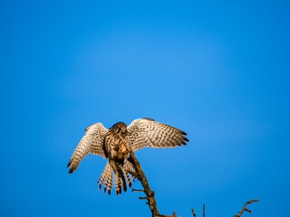 Turmfalke (Falco tinnunculus)