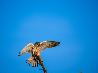Turmfalke (Falco tinnunculus)
