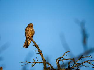 Turmfalke (Falco tinnunculus)