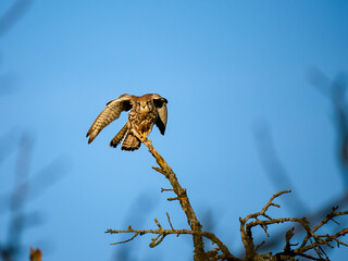Turmfalke (Falco tinnunculus)