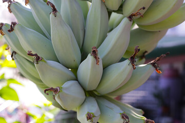 Green banana fruits on tree