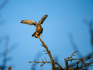 Turmfalke (Falco tinnunculus)