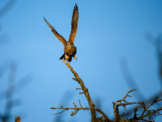 Turmfalke (Falco tinnunculus)